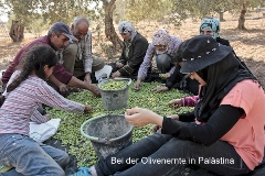 Olivenernte Palästina